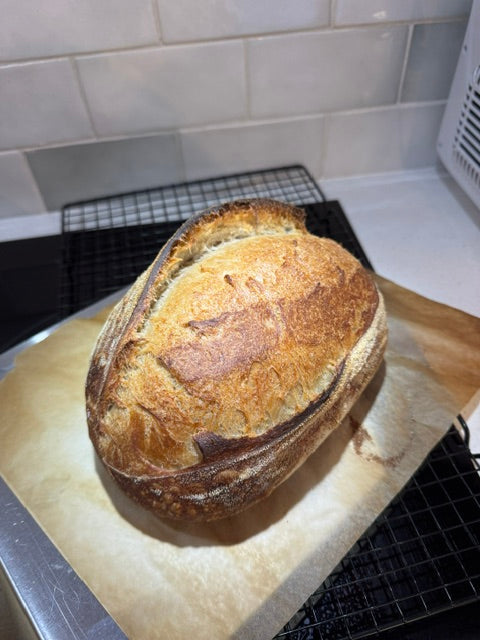 Brod & Taylor Banneton (Batard) Set of 2